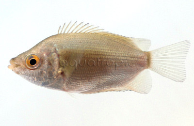 Kissing Green Gourami :: 32010