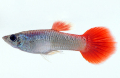 Pink Tail Blue Guppy, Male :: 33036