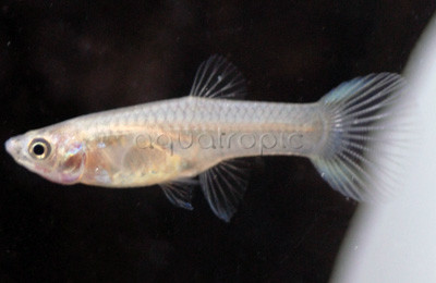 Endler's Guppy, Female :: 33040