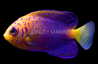 Japanese Angelfish :: 10147