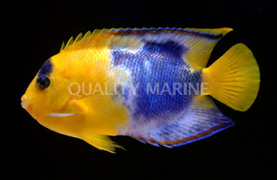 Ultra Bicolor Angelfish :: 10185