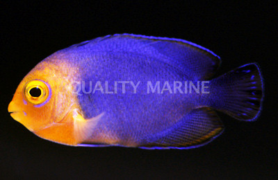 Cherub Angelfish :: 10186