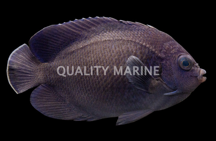 Blue Velvet Angelfish