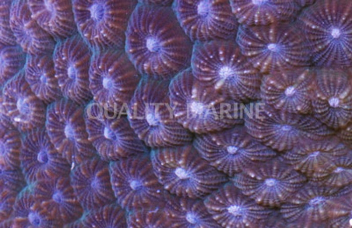 Colored Honeycomb Coral :: 52259