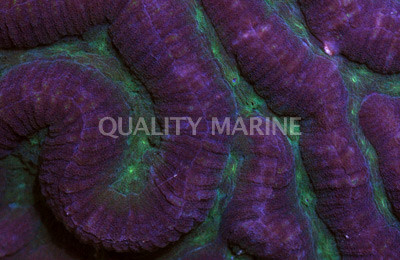Green/Purple Symphyllia Brain Coral :: 52299