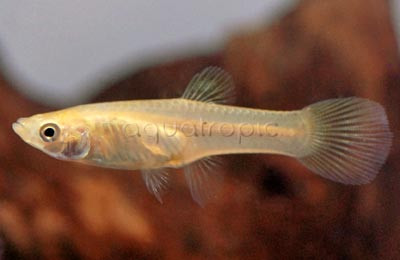 Endler's Shocking Pink Guppy, Female :: 51671