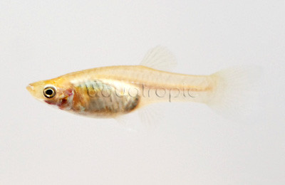 Endler's Red Guppy, Female :: 63062