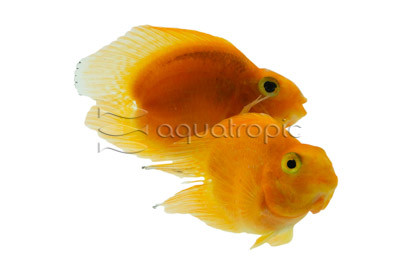 Parrot Red Heart :: 69689