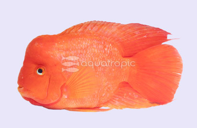Flowerhorn Red Mammon Male 'Hump-head' (A grade) :: 70846
