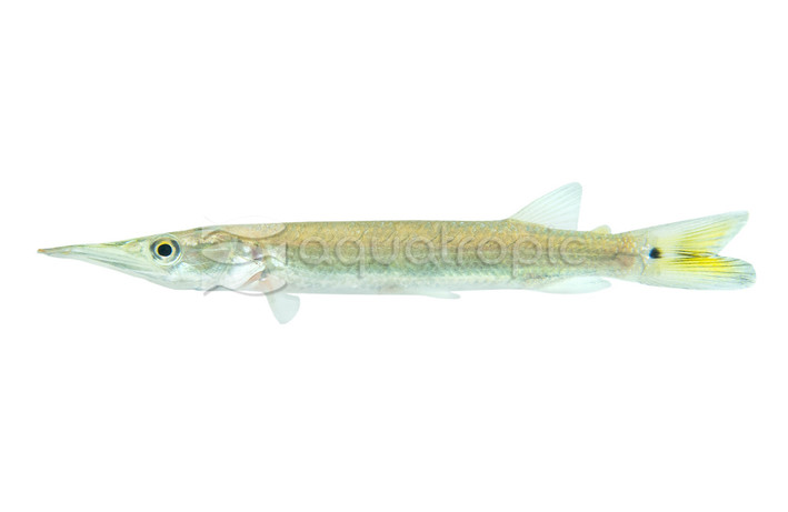 Silver Hujeta Gar :: 84045