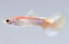Lazer Beam Guppy, Male :: 85310