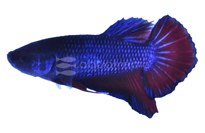 Roundtail Dragon Scale Black, Male :: 89113