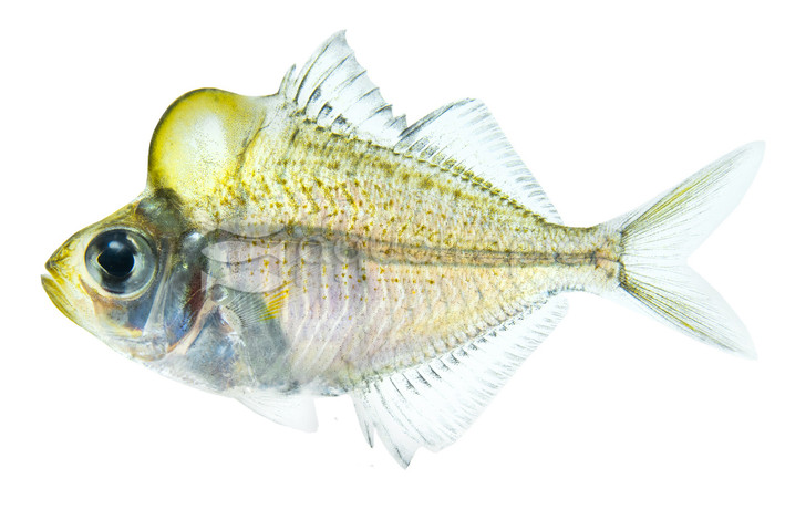 Humphead Glassfish :: 90694