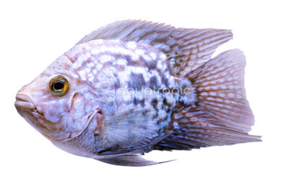 Flowerhorn Blue Pearl Texas Balloon :: 93602