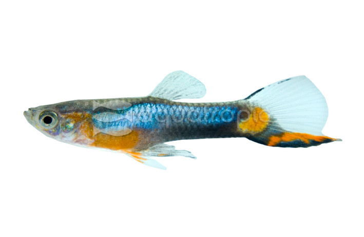 Endler's Blue Star Guppy, Male  :: 95179