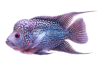 Flowerhorn King Super Red :: 27739
