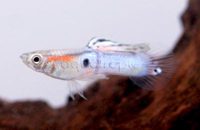 Endler's Blue Guppy, Male :: 38329