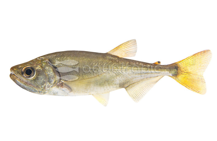 Payara :: 09000