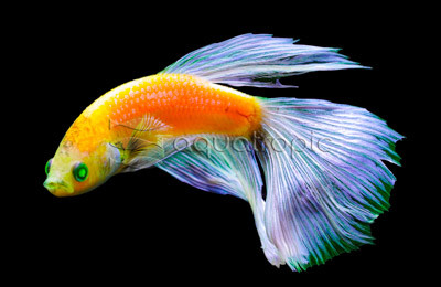 BTM-Sunburst Orange Male :: 10402