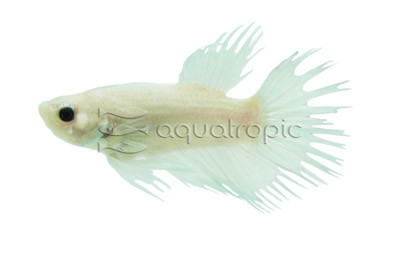 Platinum Crowntail Betta, Male :: 10623