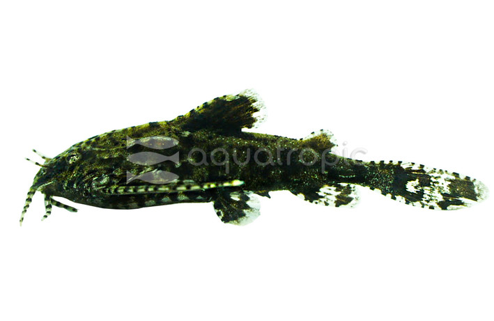 Stone Catfish :: 17100