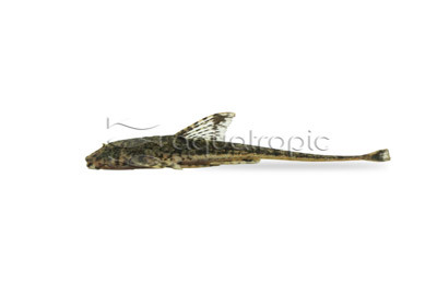 Loricaria Whiptail :: 17309
