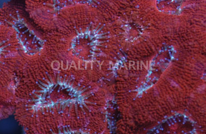 Red/Pink Acanthastrea Coral :: 61160