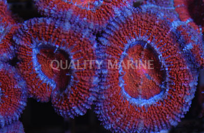 Red/Purple Acanthastrea Coral :: 61162