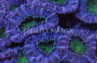 Green/Purple Acanthastrea Coral :: 61189