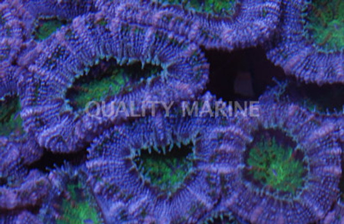 Green/Purple Acanthastrea Coral :: 61189
