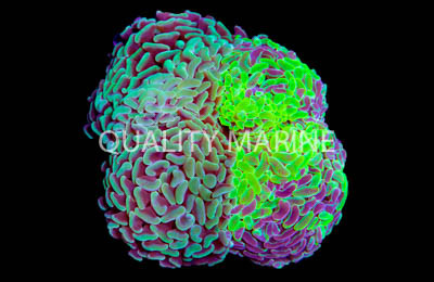 Branching Hammer Coral :: 62410