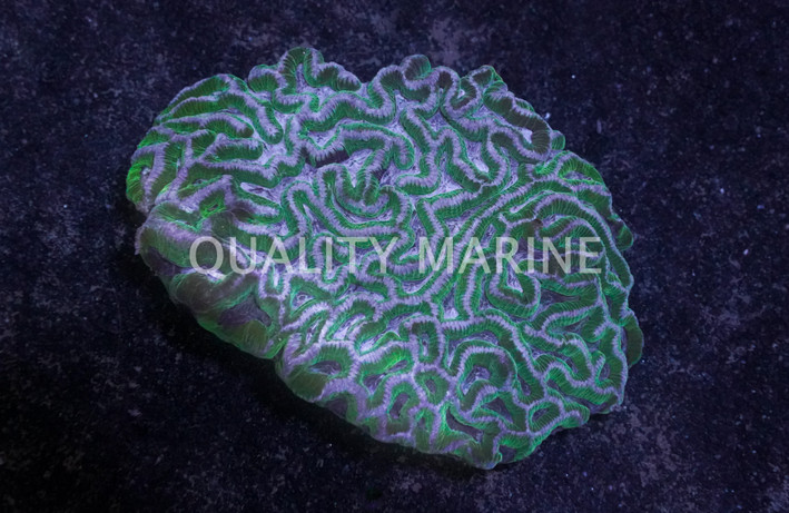 Pink Goniastrea Coral :: 62411