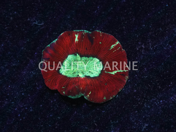 Multicolor Trachyphyllia Coral :: 62433
