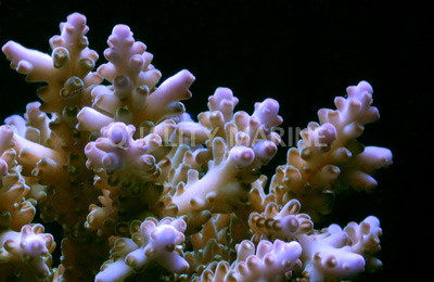 Blue Tip Green Loripes Acropora Coral :: 66086