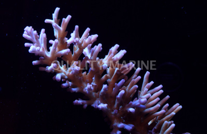 Purple Caroliniana Acropora Coral :: 66102