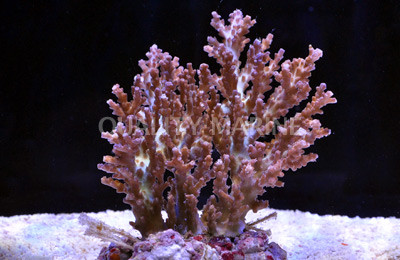 Green Desalwii Acropora Coral :: 66107