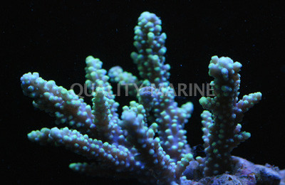 Green Horrida Acropora Coral :: 66112