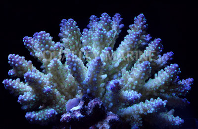 Ultra Secale Acropora Coral :: 66116