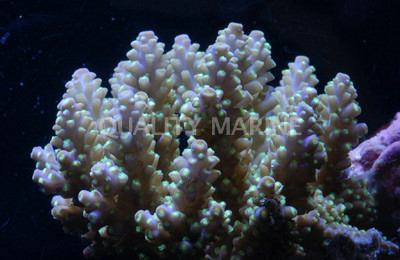 Green Secale Acropora Coral :: 66118