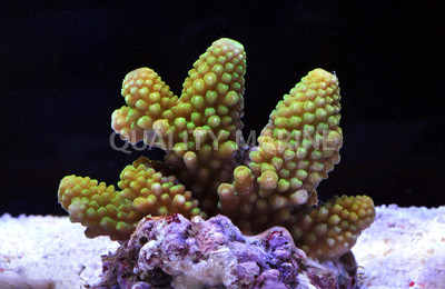 Green Humilis Acropora Coral :: 66137