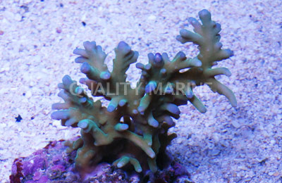 Purple Lokani Acropora Coral :: 66177