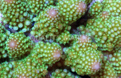 Green Gemmifera Acropora Coral :: 66183