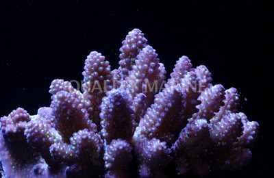 Purple Gemmifera Acropora Coral :: 66184