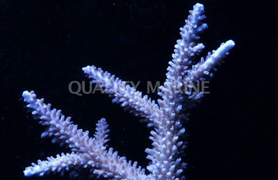Turquoise Exquisita Acropora Coral :: 66198