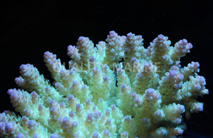 Pink Tip Green Hyacinthus Acropora Coral :: 66252
