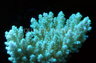 Green Selago Acropora Coral :: 66257