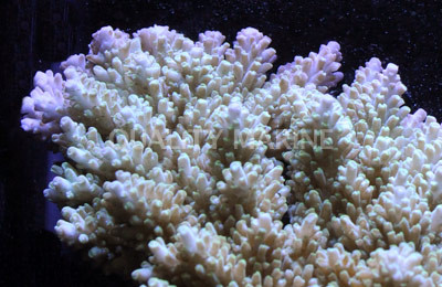 Green Clathrata Acropora Coral :: 66267
