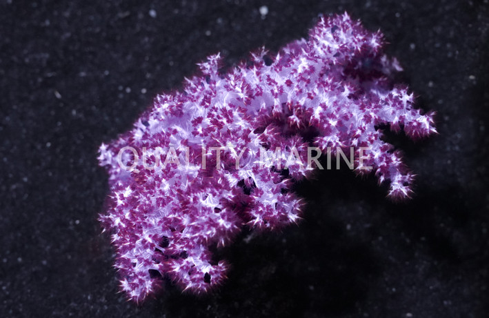 Blood Red Carnation Tree Coral :: 51507
