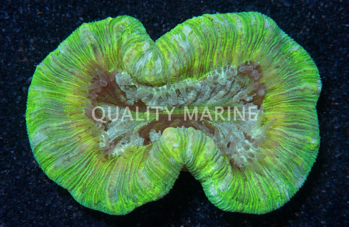 Metallic Green Trachyphyllia Coral :: 52009