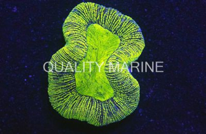Metallic Green Trachyphyllia Coral :: 52009